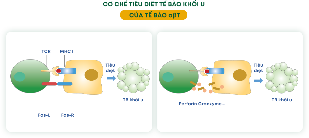 T-Cell Infographic phần 7
